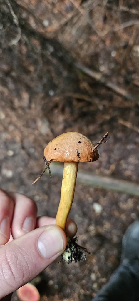 Chalciporus piperatus · June 2025 · photo: © shane212 (iNaturalist, cc0)