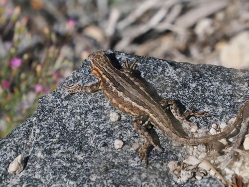 iNaturalist observation photo of Common Sagebrush Lizard