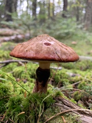 Suillus spectabilis