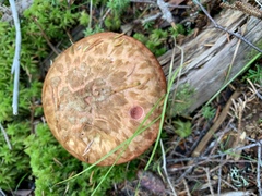 Suillus spectabilis