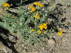 Psilostrophe gnaphalodes