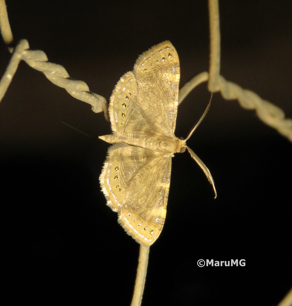 Aplogompha aurifera