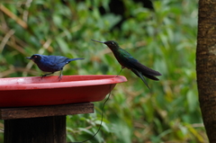 Pterophanes cyanopterus