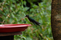 Pterophanes cyanopterus