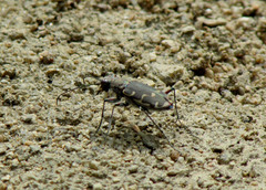 Cicindela repanda repanda