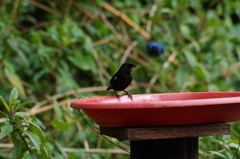 Diglossa lafresnayii