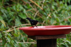 Diglossa lafresnayii