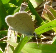 Zizina otis labradus