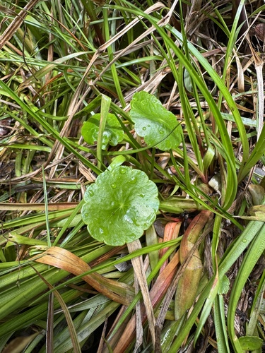 Hydrocotyle verticillata observed 2025-06-19