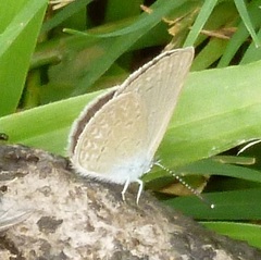 Zizina otis labradus