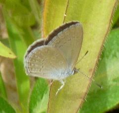 Zizina otis labradus