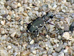 Cicindela repanda repanda
