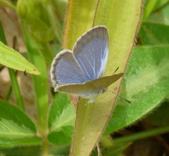 Zizina otis labradus
