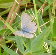 Zizina otis labradus