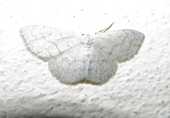 Idaea tacturata