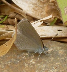Zizina otis labradus