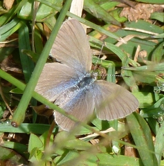 Zizina otis labradus