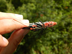 Pharmacophagus antenor