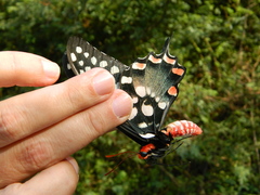 Pharmacophagus antenor