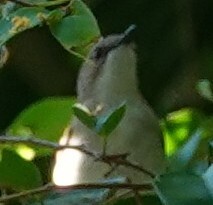 Green-backed Gerygone (Gerygone chloronota), photo 2