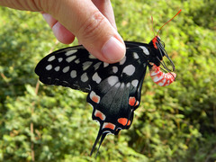 Pharmacophagus antenor