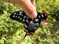 Pharmacophagus antenor