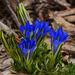 Gentiana veitchiorum - Photo (c) https://www.flickr.com/photos/rainbirder, some rights reserved (CC BY)