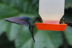 Pterophanes cyanopterus