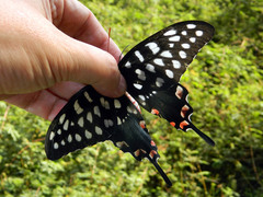 Pharmacophagus antenor