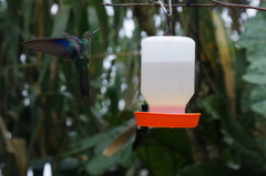 Pterophanes cyanopterus