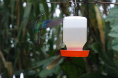 Pterophanes cyanopterus