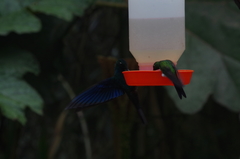 Pterophanes cyanopterus