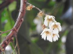 Elaeocarpus balansae