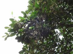 Elaeocarpus balansae