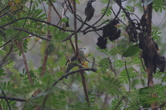 Mecocerculus leucophrys