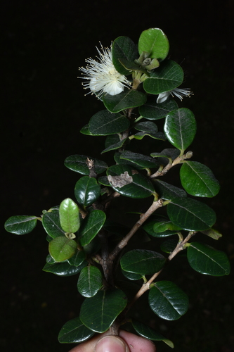 Myrcianthes oreophila, photograph 5