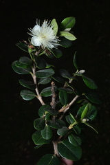 Myrcianthes oreophila, photograph (c) Jhon A. Yuca-Palomino, some rights reserved (CC BY)