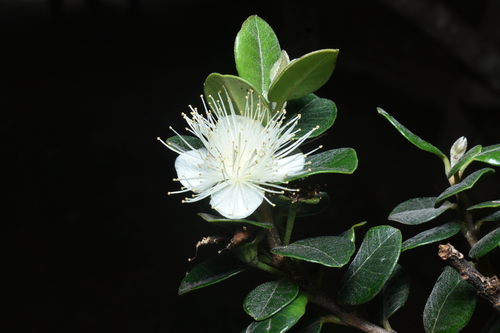 Myrcianthes oreophila, photograph 6