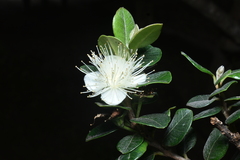 Myrcianthes oreophila, photograph (c) Jhon A. Yuca-Palomino, some rights reserved (CC BY)