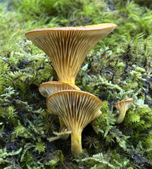 Austropaxillus
