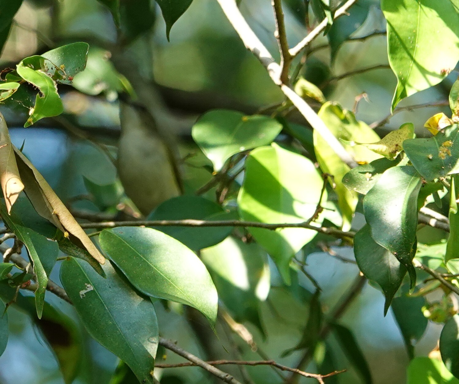 Green-backed Gerygone (Gerygone chloronota), photo 3