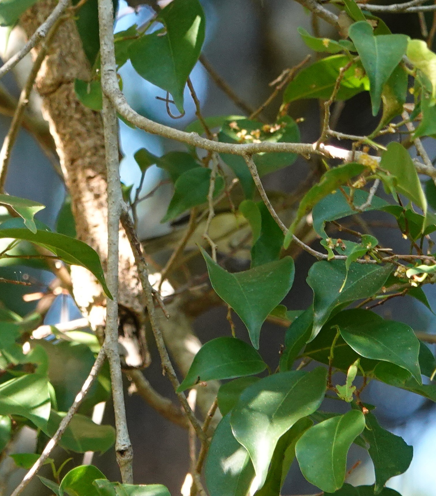Green-backed Gerygone (Gerygone chloronota), photo 8