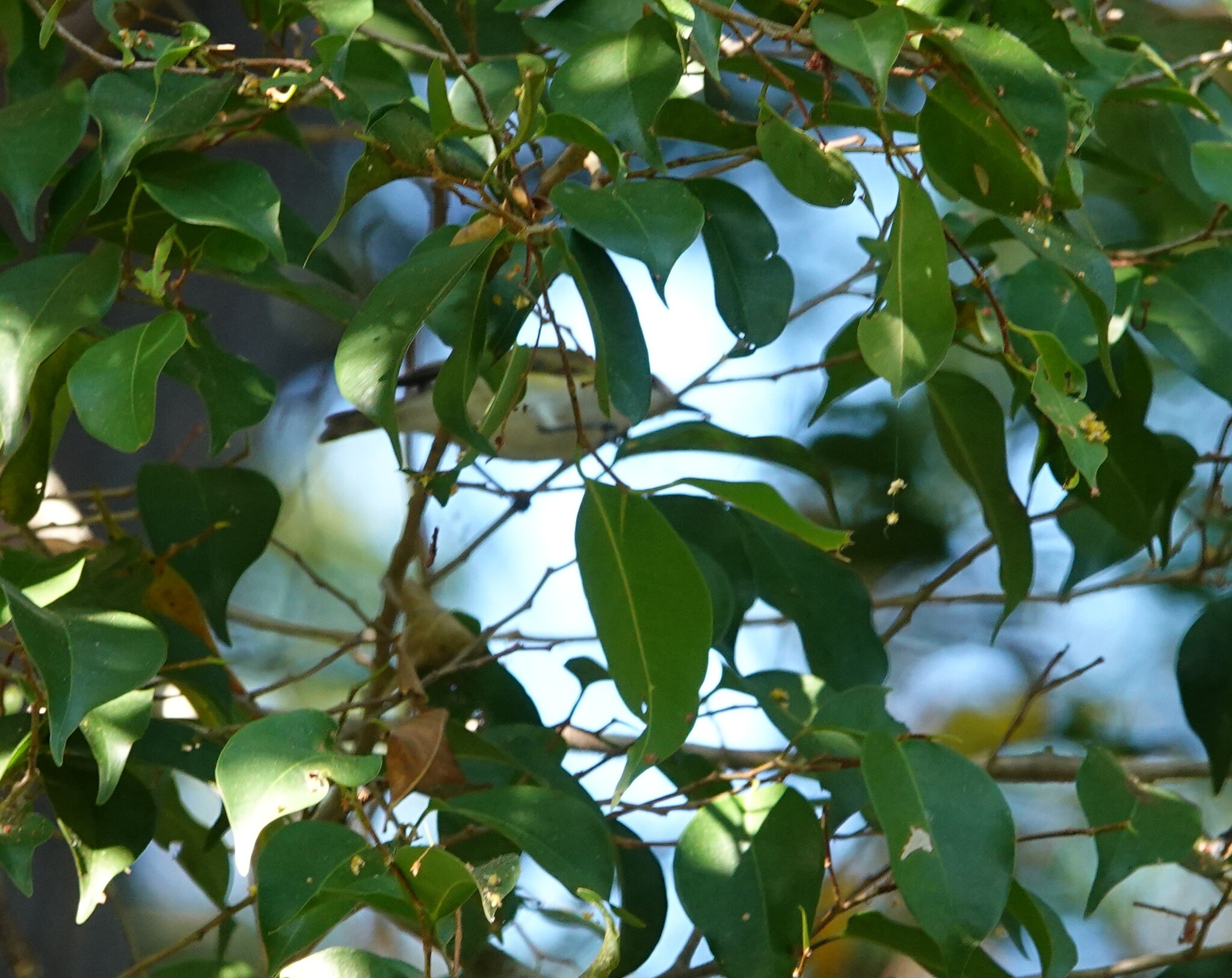 Green-backed Gerygone (Gerygone chloronota), photo 10