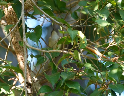Green-backed Gerygone (Gerygone chloronota), photo 3