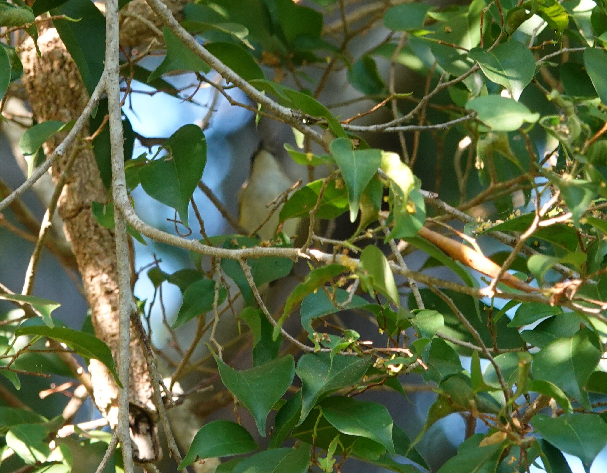 Green-backed Gerygone (Gerygone chloronota), photo 9