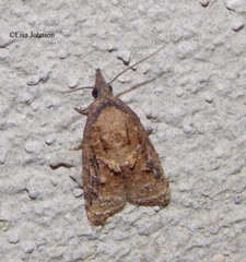 Platynota restitutana