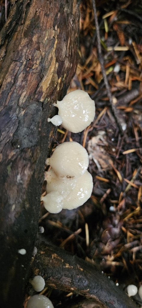 Scytinotus longinquus · June 2025 · photo: © shane212 (iNaturalist, cc0)