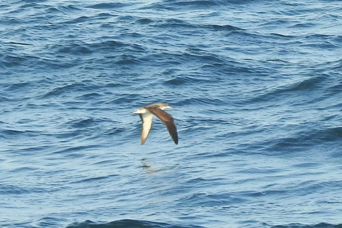 Pardela cenicienta mediterránea (Calonectris diomedea)