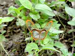 Pteronymia rufocincta