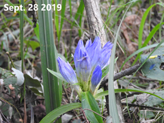 Gentiana scabra